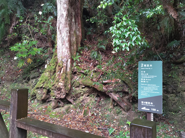 拉拉山國家森林遊樂區 - 神木2號