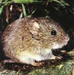 Ratón espinoso Abrawayaomys ruschii