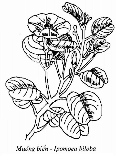 Hình vẽ Muống Biển - Ipomoea biloba - Nguyên liệu làm thuốc Chữa Cảm Sốt