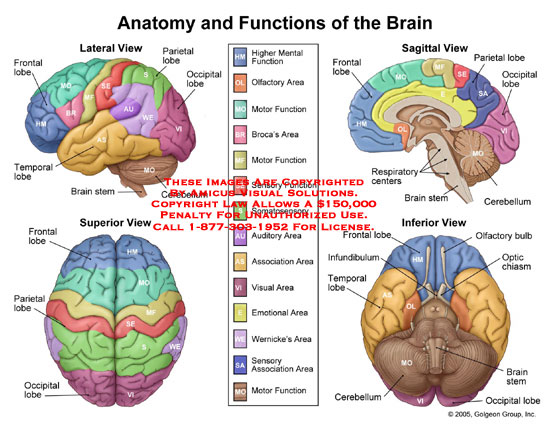 Brain Diagram And Functions1