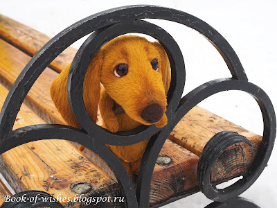 teddy dachshund