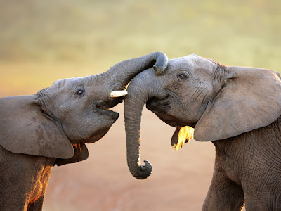 foto de elefantes dándose beso  