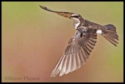 tree swallow