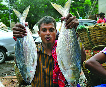 খুলনায় জোড়া ইলিশ ৭০০০ টাকা