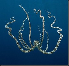 mimic octopus