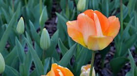 Orange at the Atlanta Botanical Garden