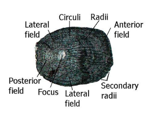 Sisik Cycloid dan Ctenoid