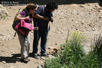 http://www.biodiversidadvirtual.org/insectarium/III-Testing-de-Biodiversidad-Punto-BV-Espacio-Pirineos-img794654.html