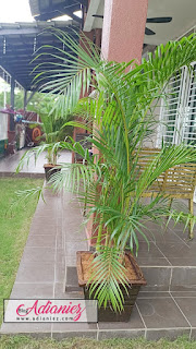 Pokok Baru | Ficus Lyrata (Big Stem) dan Yellow Palm