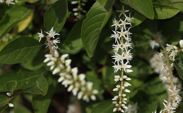 Itea Virginica Flowers