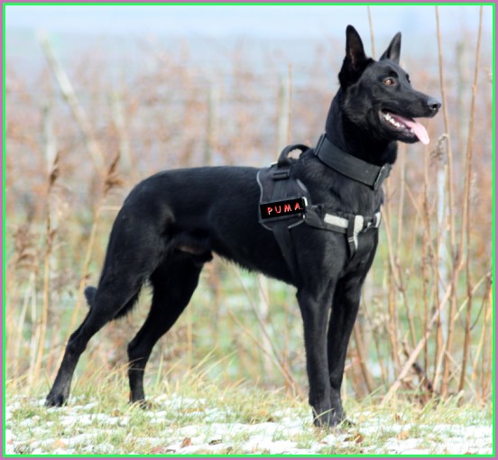 Black Belgian Malinois Puppies For Sale Texas