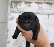 Black Pug puppy available