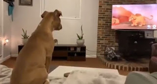 La emotiva reacción de un perro al ver la película 'El Rey León'