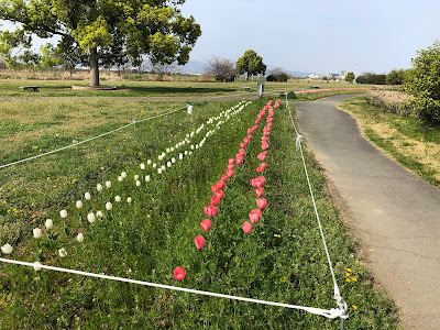 淀川河川公園・太間地区のチューリップと菜の花