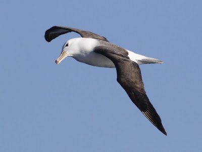 Albatros ceja negra Thalassarche melanophris