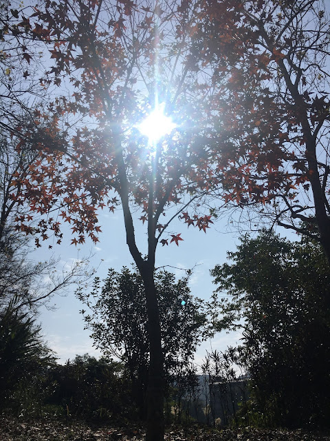 maple trees at Hongye Park 紅葉公園, Guanziling Scenic Area, Baihe, Tainan, Taiwan