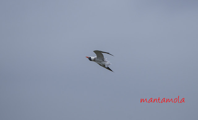 Caspian Tern