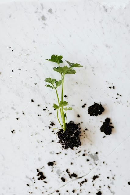 Penggunaan Bahan Organik dalam Berkebun: Menyulap Taman dengan Keceriaan