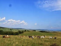 Cum a evoluat ciurda satului  şi păşunatul în Fofeldea
