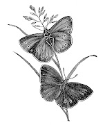 Included are 3 Butterfly Images and 1 Caterpillar. (butterflypairvintagegraphicsfairy)