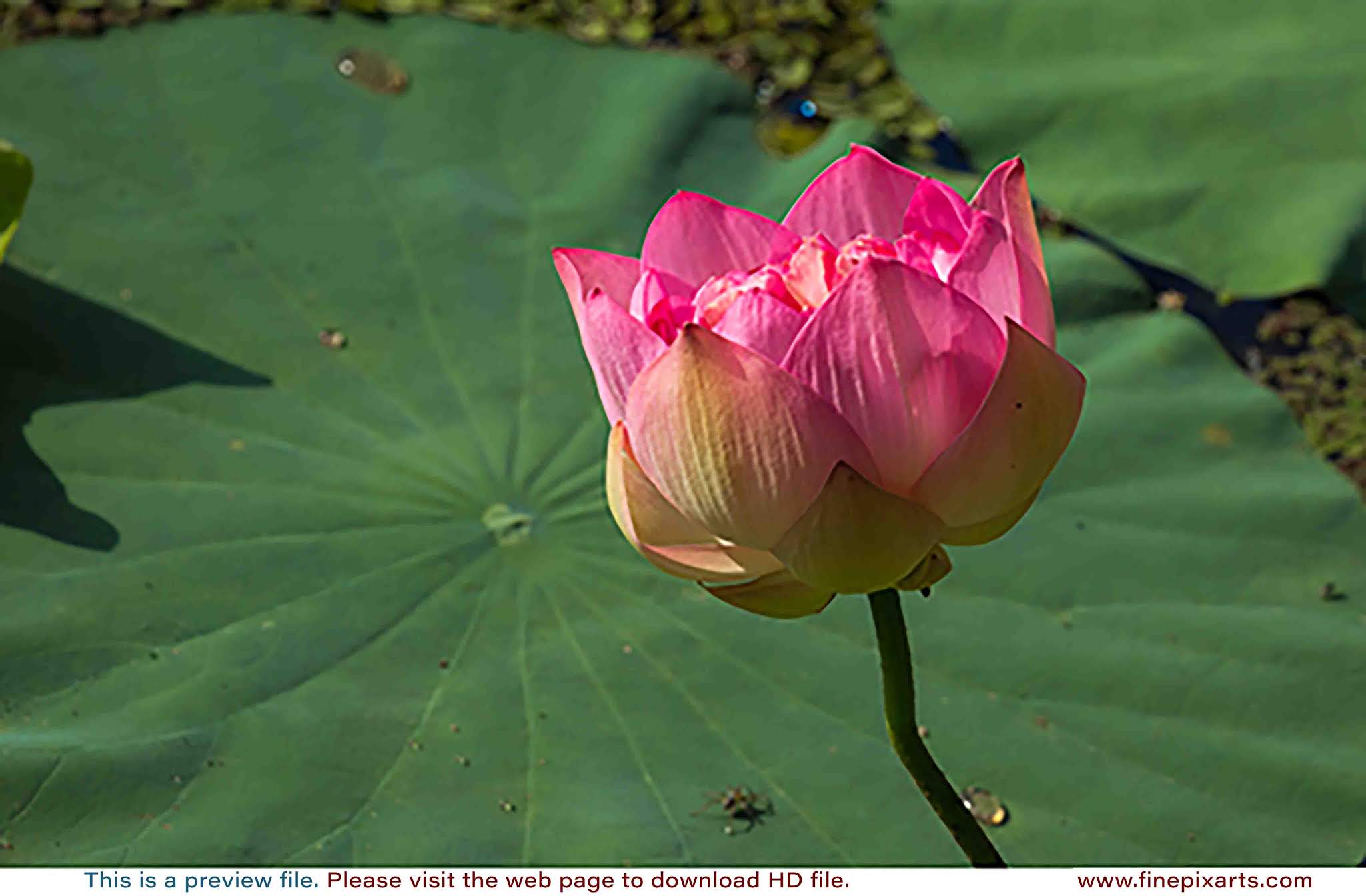 Lotus flower 00029