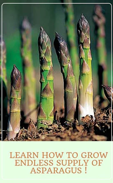 Learn How to Grow Endless Supply of Asparagus