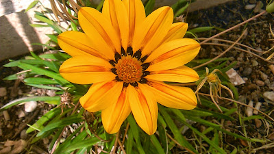 flor de gazania