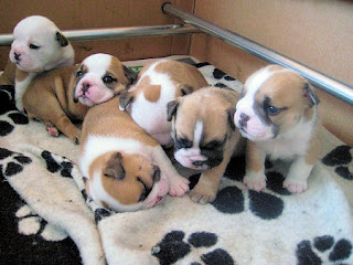 Bulldog Cachorros, parte 5