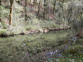 by E.V.Pita.... Spain, amazing rain forest in River Barragan (Pazos de Borben) / Por E.V.Pita.... Sorprendente bosque del río Barragan (Galicia, Pazos de Borbén y Fornelos de Montes) / A fraga do Barragán