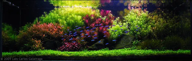 Aquascape - Seni Berkebun Di Dalam Air