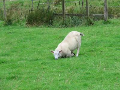 sheep leaning on front knees