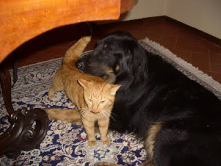 Red cat and Big Dog