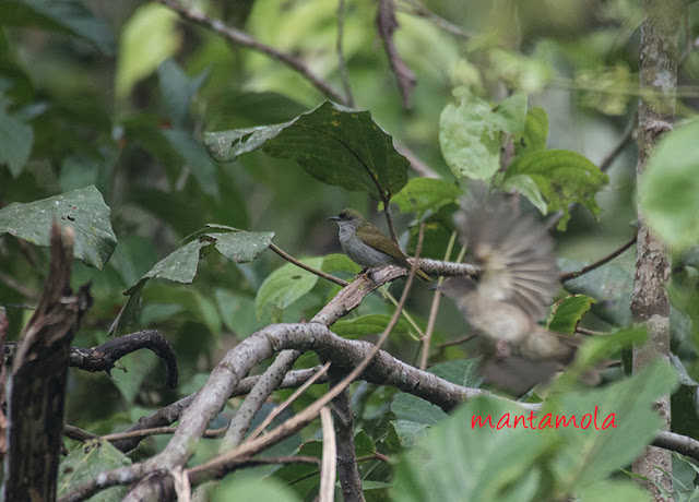 Plain sunbird  (Anthreptes simplex)