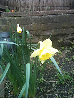 open daffodils in garden with a low wall in the background 