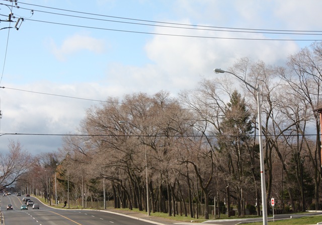 trees (1)