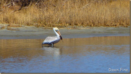 Pea Island NWR_063