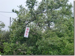 1010紅樹林 018