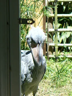 上野動物園のハシビロコウ