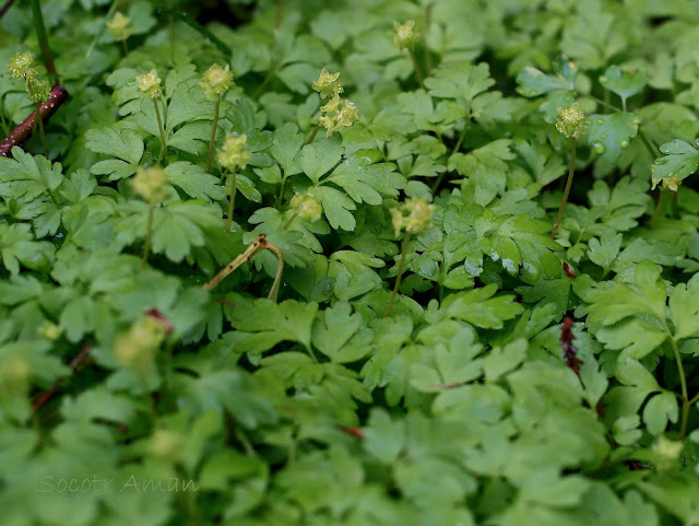 Adoxa moschatellina