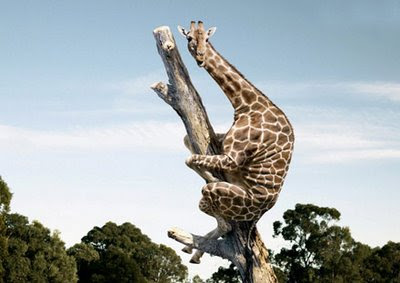 funny giraffe stuck up in a tree photo or hiding from a lion