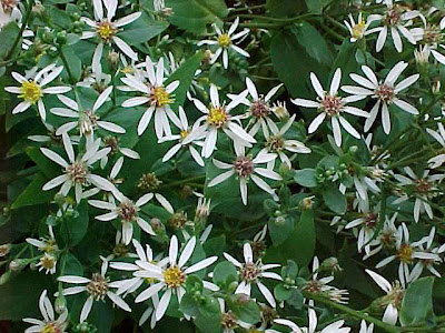 Plants for dry shade