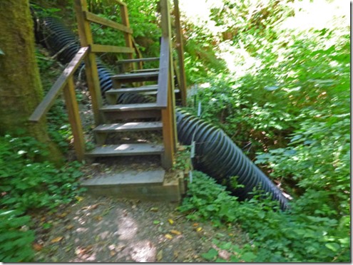 Riverview Trail, Alfred A Loeb State Park, Brookings OR