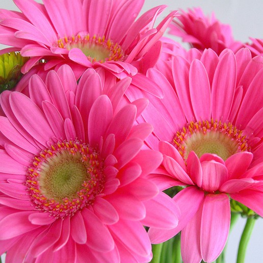 Daisy Wedding Bouquet