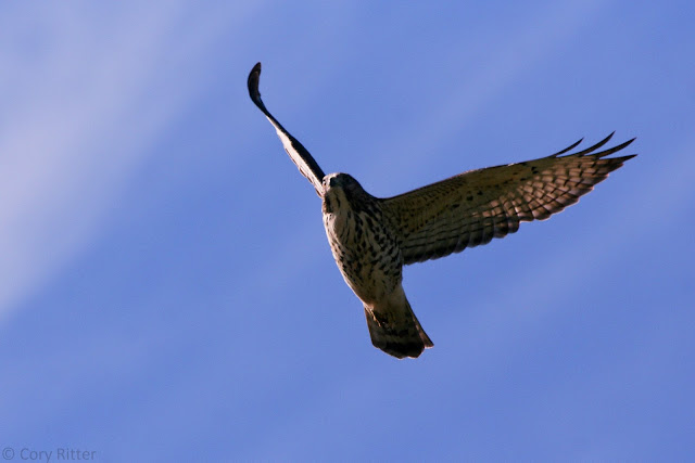 Broad-winged Hawk Underside