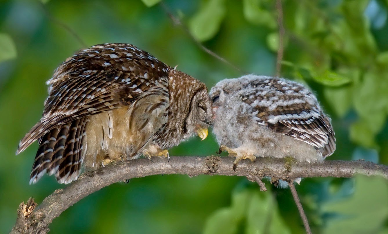 http://commons.wikimedia.org/wiki/File:Barred-owl-chick-58.jpg