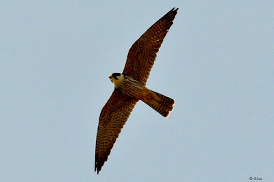"Eurasian Hobby - Falco subbuteo, winter visitor gracing the Abu sky."