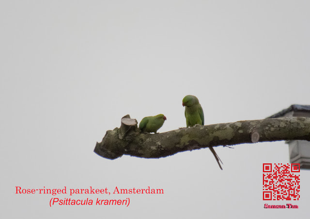 Rose-ringed parakeet