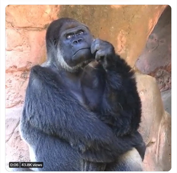 a Thinking Gorilla