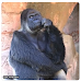 Netizens Had Fun Interpreting the Video of a Thinking Gorilla