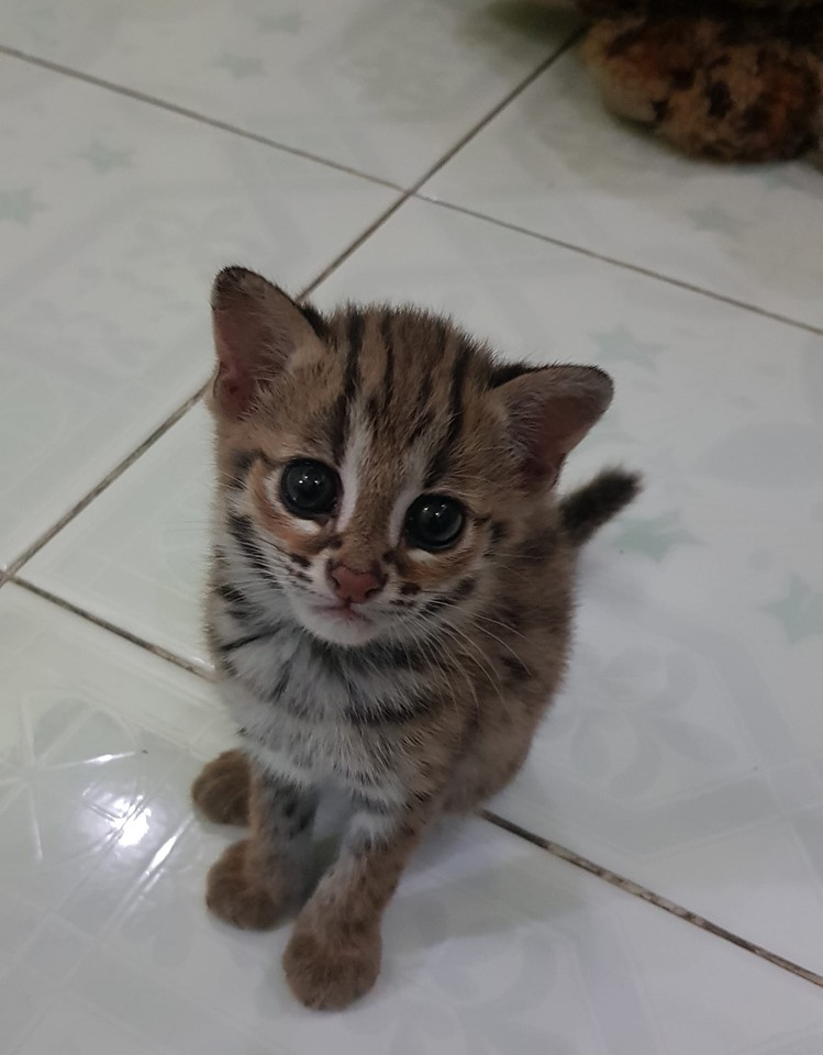 Foto foto Anak Kucing Hutan Leopard Kitten IDNFARMERS